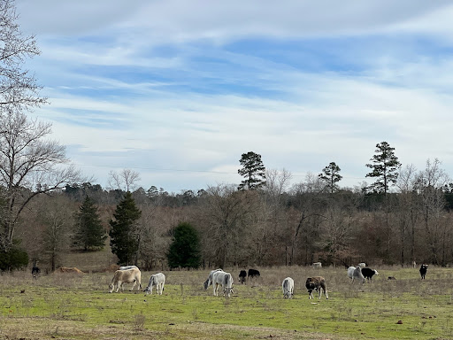 Pine Top Park