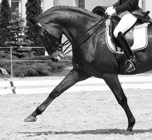 Northeast Equine Veterinary Dental Services, LLC - Thumbnail