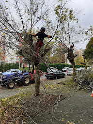 Photo n°6 de EIRL Aurélien Navet - Arboristes Grimpeurs à Brissac Loire Aubance (Service d'élagage)