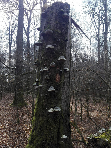 Ruhlauber - Visual