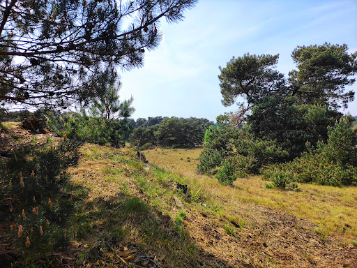 Wekeromse Zandverstuiving - Thumbnail