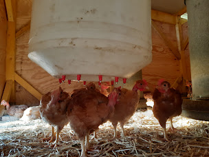 Photo n°4 de La Ferme du Rapatou à Saint-Faust (Ferme d'élevage)