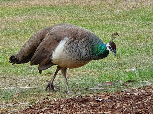 Peacock enclosure - Thumbnail