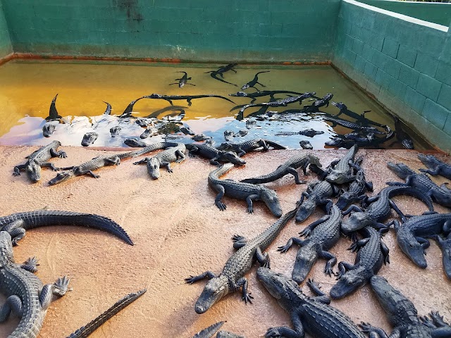 Everglades Alligator Farm