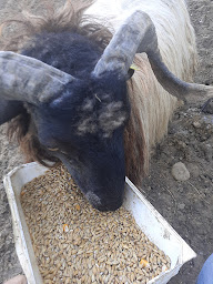Photo n°46 de Ferme de castel pouzouilh à Le Fossat (Maraîcher)
