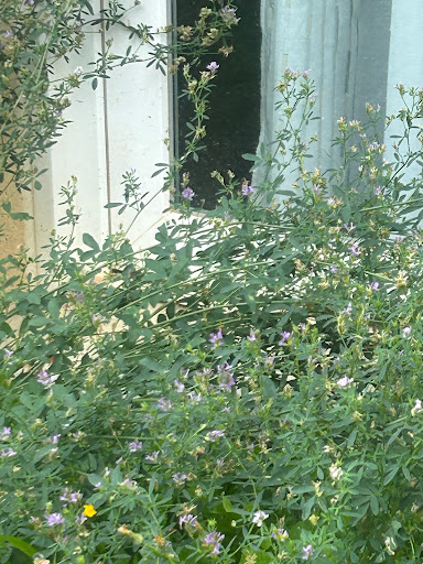 Photo de Résidence Colisée Les Vignes à Louvercy (51400)