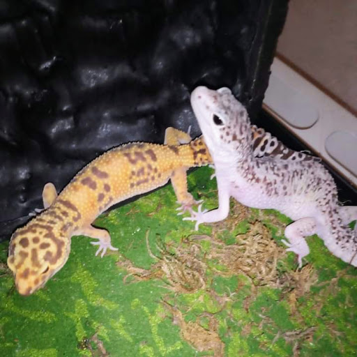 ReptiSisters - Visual
