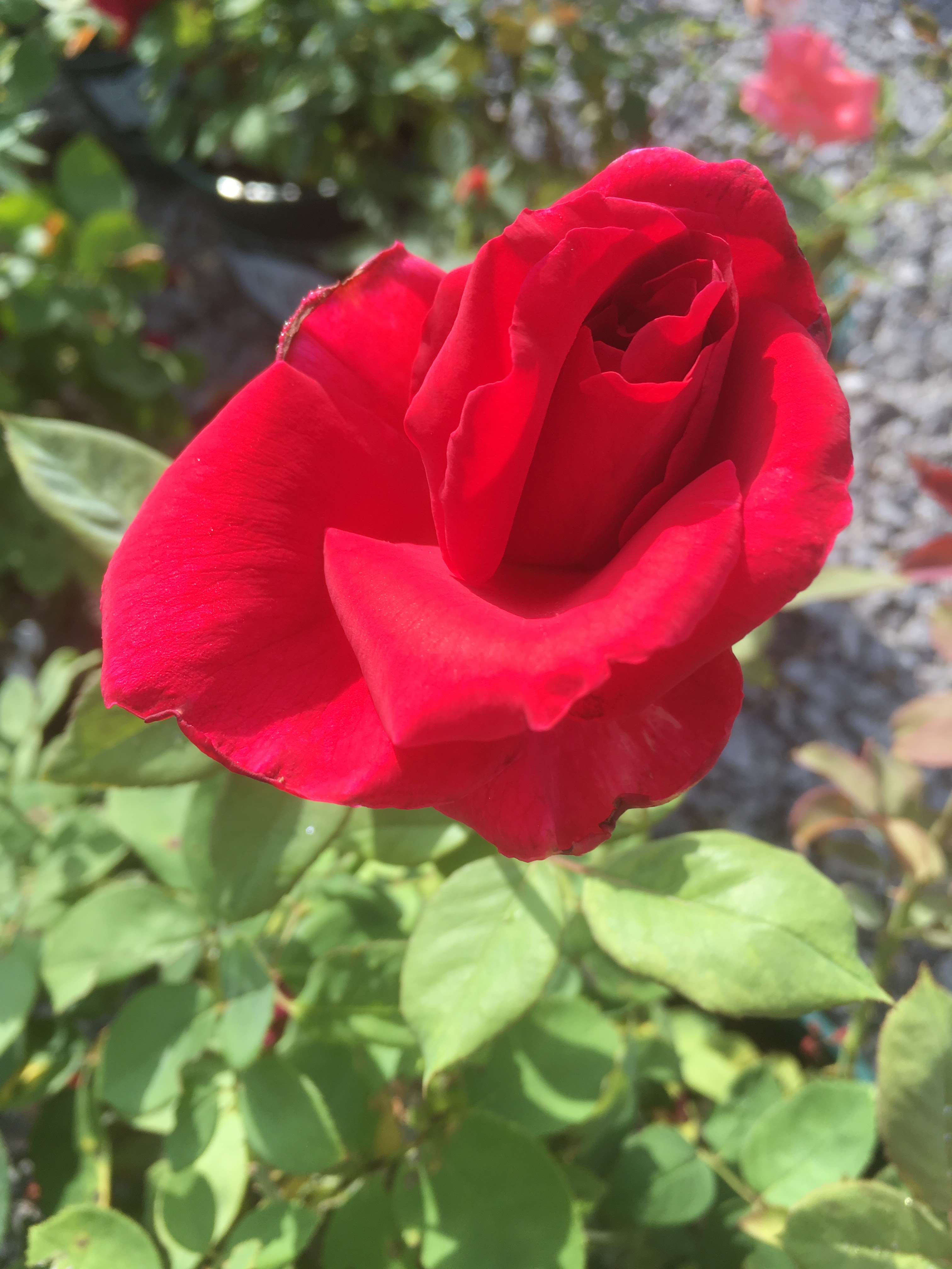 Needham's Nursery