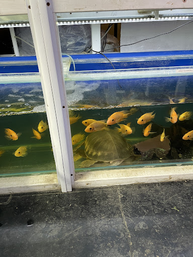 Fish Tank - Visual
