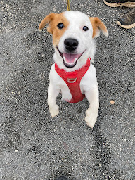 Photo n°3 de La truffe à l'oreille à Soturac (Dresseur d'animaux de compagnie)