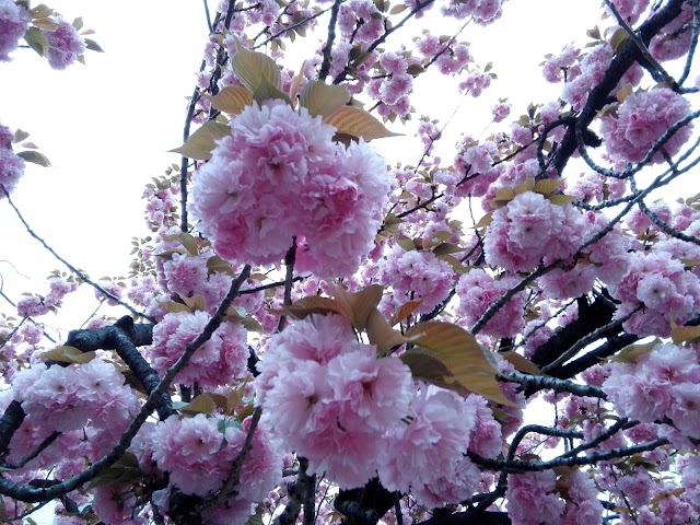 HANAKAWADO PARK (North Side)