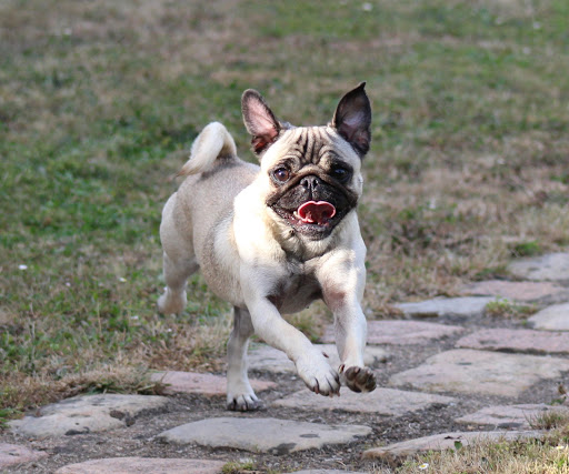 L'As Dog Coeur, Club Canin Le Louroux Béconnais - Thumbnail