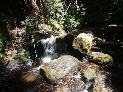 Photos of Contulmo Natural Monument