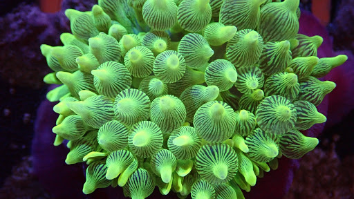 Rusty's Reefs - Thumbnail