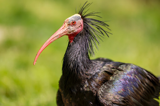 Wildpark Bad Mergentheim