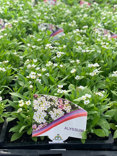 Rumbalara Wholesale Nursery - Thumbnail