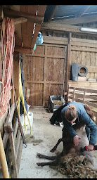 Photo n°3 de Prestations service Elevage à Langres (Élevage laitier)