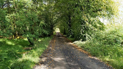 Aghyaran Forest. - Thumbnail