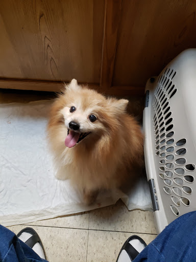 Dallas County Veterinary Hospital - Thumbnail