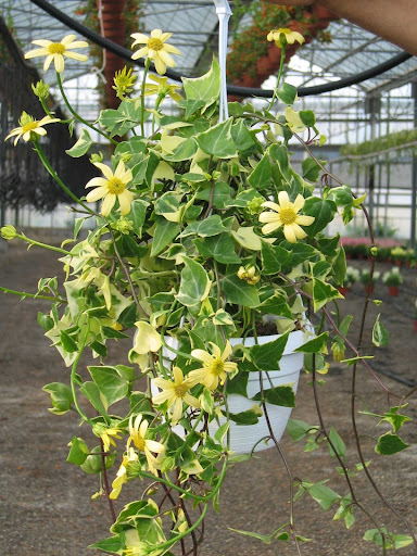 Floricoltura Vignola Nicola - Thumbnail