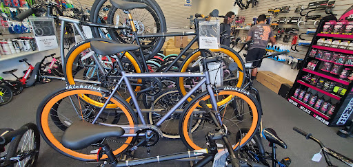 Evolution Cycle Shop - Visual