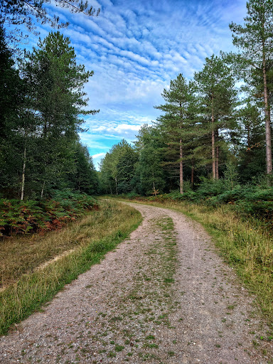 Sheffield Forest - Visual