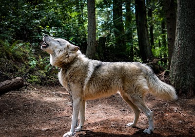 "Predators Of The Heart" Animal Sanctuary