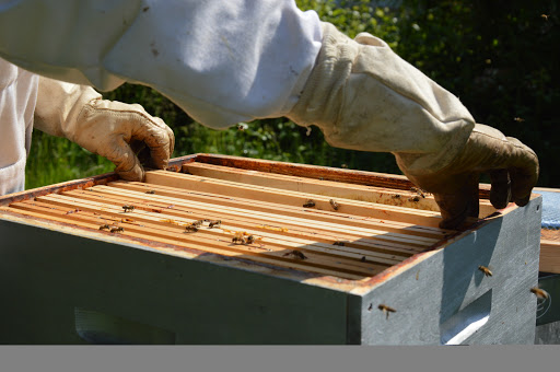 Photo de Miellerie de La Ragotière à Rouillé (86480)