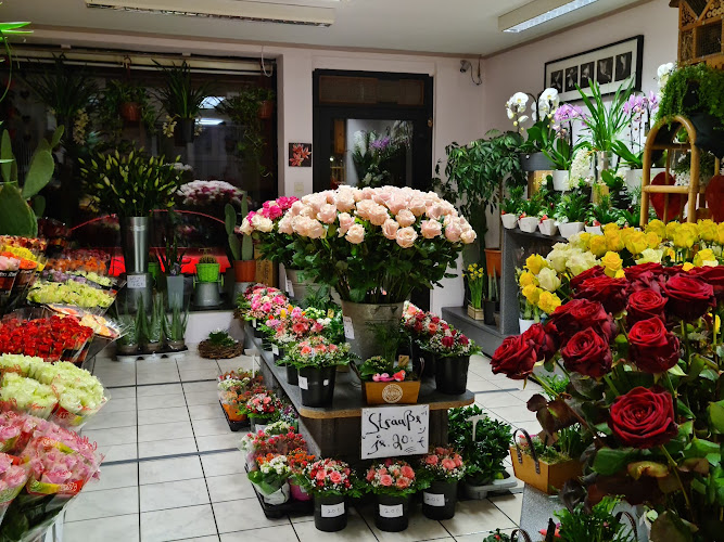 Blumen Rosenkönig photo