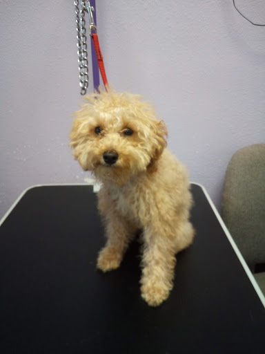 TLC Pets - Visual