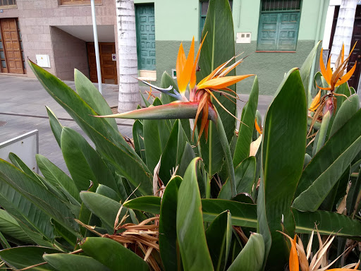 Plaza Benito Pérez Galdós (La Placeta) - Thumbnail