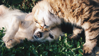 Photos of Gateway Veterinary Services