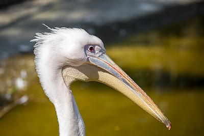 Naples Zoo