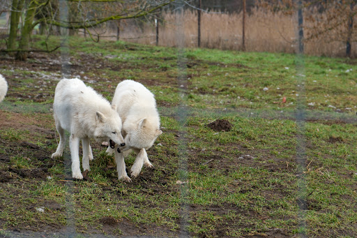 Wildtierpark Hohenbruch - Thumbnail