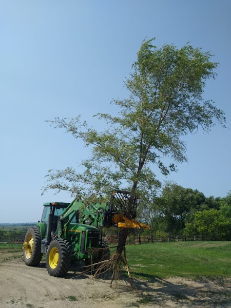 dominator tree puller