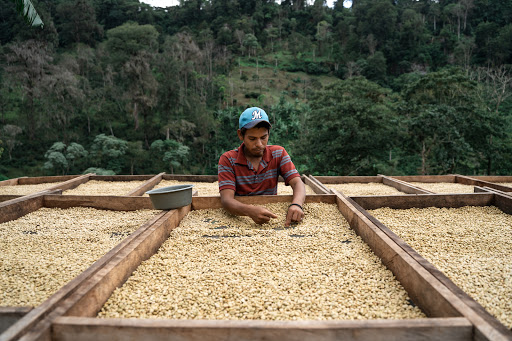 Rootline Coffee Co. - Visual