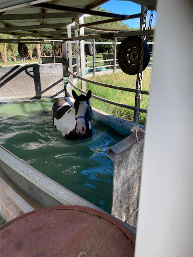 Kaidon park equine salt therapy and rehab - Thumbnail