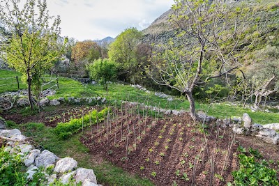 Photos of Bartula - My Olive Garden Camp
