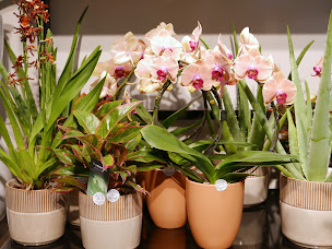 Photo n°27 de Monceau Fleurs à Asnières-sur-Seine (Fleuriste)