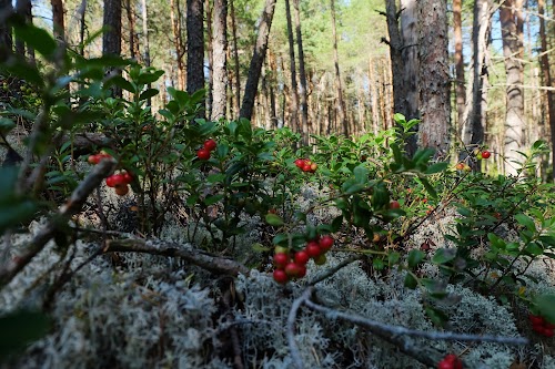 Pēterezera dabas taka