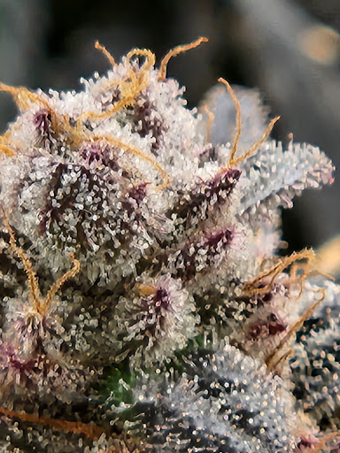 FIYA - High Quality Organic Cannabis