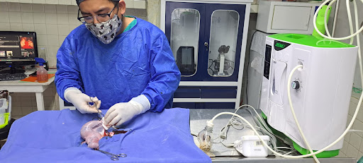 Veterinaria "Ruiz"