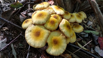 Photos of Linn Run State Park