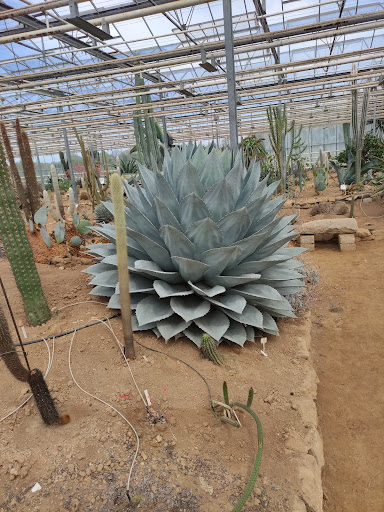 cactuseraie - Visual