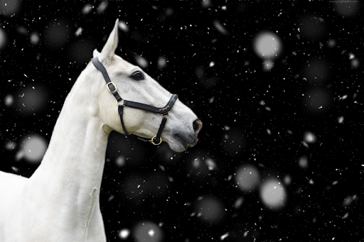 Halters&Collars - Visual