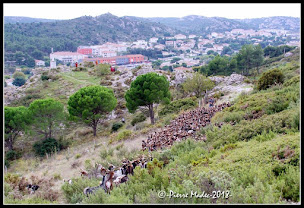 Photo n°8 de Brousse du Rove famille Gouiran à Le Rove (Producteur de bétail)
