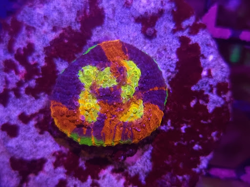 CoralsDE - Thumbnail