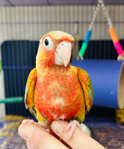 Mile High Parrot Supply - Thumbnail