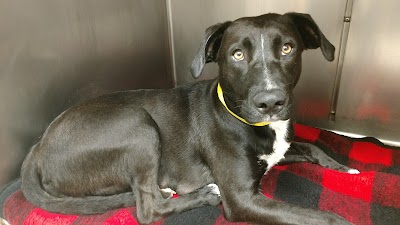 Photos of Humane Society of Atlantic County