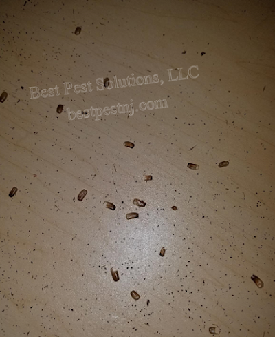 Best Pest Solutions LLC